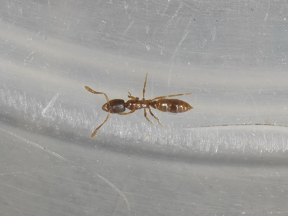 Formicidae: probabile Ponera sp.